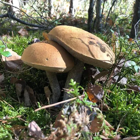 Domek alpejski Chatta łapszanka *