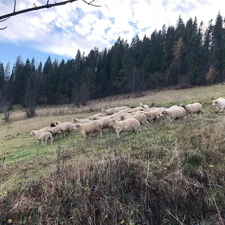 Chatta łapszanka *